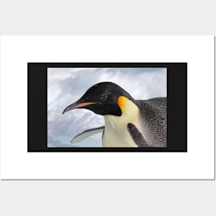 Adult emperor penguin Posters and Art